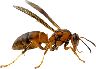 Floating Wasp